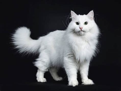 10 Razas De Gatos Blancos ¡con Fotos