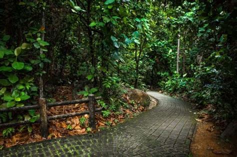 2020 top things to do in singapore. Bukit Batok Nature Park: A Guide To An Enticing Holiday!