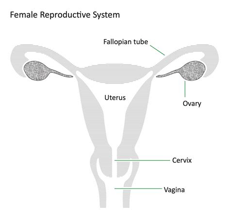 Blank Female Reproductive System