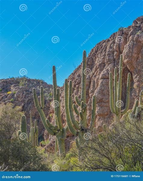 Saguaro Cactus Carnegiea Gigantea In Boyce Thompson Arboretum State