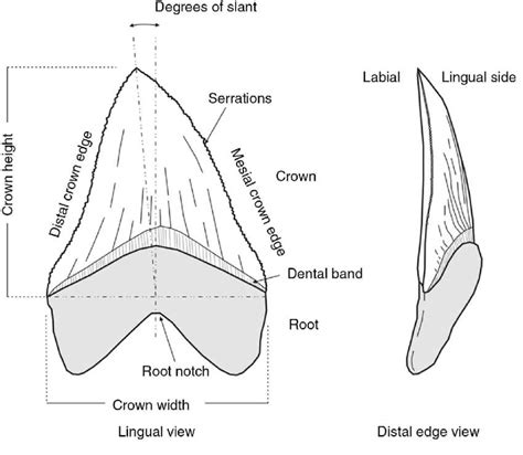 Otodus Megaselachus Megalodon Wiki •ciencia• Amino
