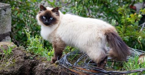 Himalayan Cat Breed Complete Guide Wikipedia Point