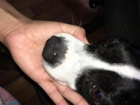 Small Bump On Dogs Nose Dog Forum