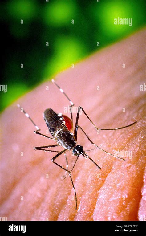 Mosquito Aegypti Hi Res Stock Photography And Images Alamy