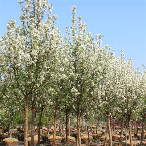 Malus ‘spring Snow Midwest Groundcovers