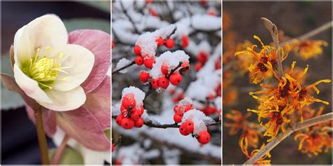 Plants That Bloom In Winter Flowers That Develop In The Cold