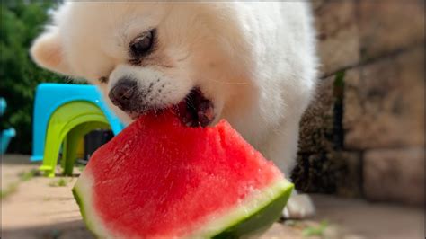Pomeranian Puppies Eating Fruits Can Dogs Eat Fruits Safe Fruits