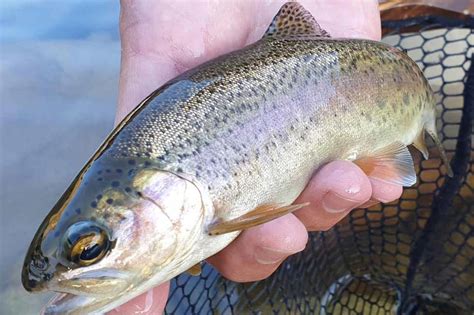 South Africa Fishing The Complete Guide Updated 2023