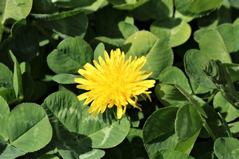 Dandelion In Clover Free Stock Photo Public Domain Pictures