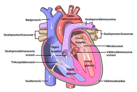 Diagram Of Human Heart Motosdidaces