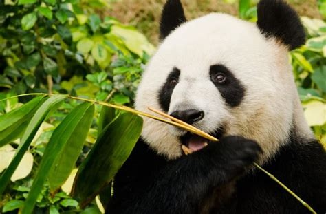 Giant Panda Numbers May Shrink Under China Law Seeker