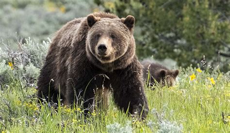 Grizzly Bears In Grand Teton National Park Jackson Hole Real Estate