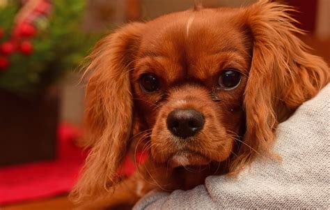The 200 most popular names were taken from a universe that includes 20,552,106 male births and. 150+ Most Popular Cavalier King Charles Spaniel Names of ...