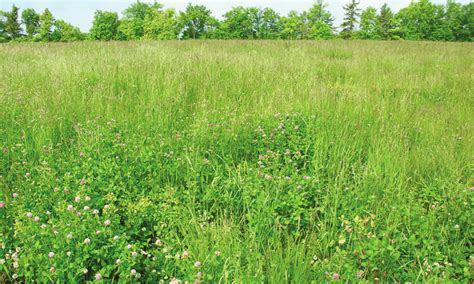 Modified mob grazing makes efficient use of pasture | Farmtario