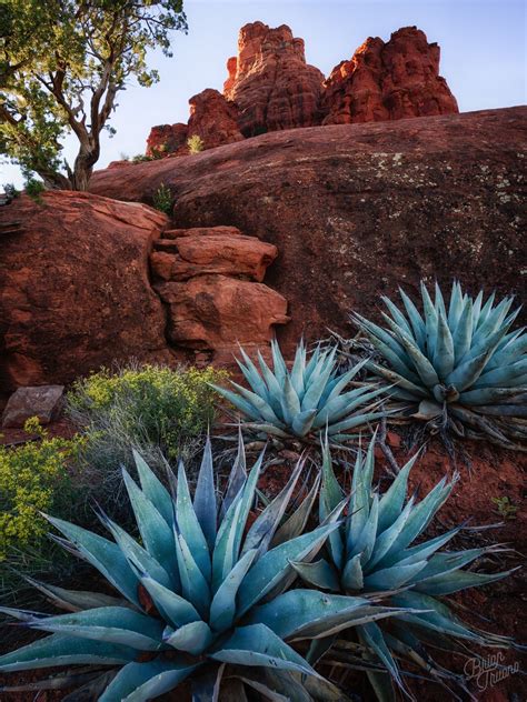 Best Outdoor Plants For Desert