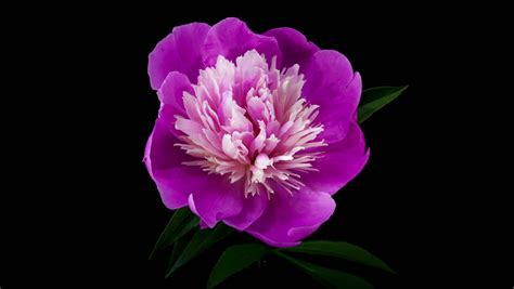 According to surveys in europe and the united states, pink is the color most often associated with charm, politeness, sensitivity, tenderness, sweetness, childhood, femininity and romance. Timelapse Of Pink Peony Flower Blooming On Black ...