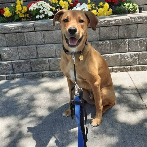 Roman is a 5 year old rottweiler mix. Golden Retriever Rottweiler mix: Should you get this dog? - K9 Web