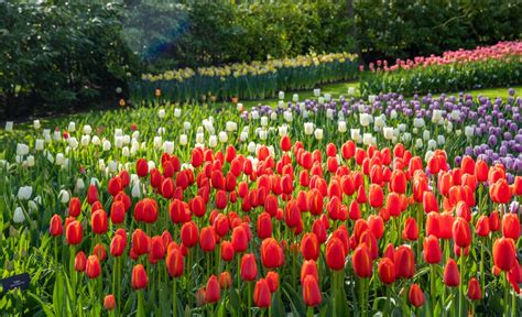 Chiêm Ngưỡng Vườn Hoa Tulip Keukenhof Lớn Nhất Thế Giới Tại Hà Lan