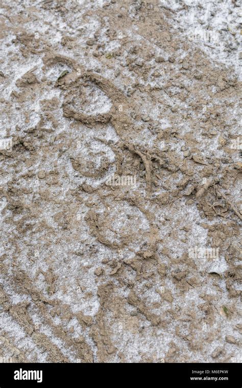 Snow Dusted Horse Tracks Hoof Prints In Frozen Mud Stock Photo Alamy