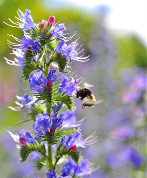 Top 10 Bee Friendly Plants David Domoney