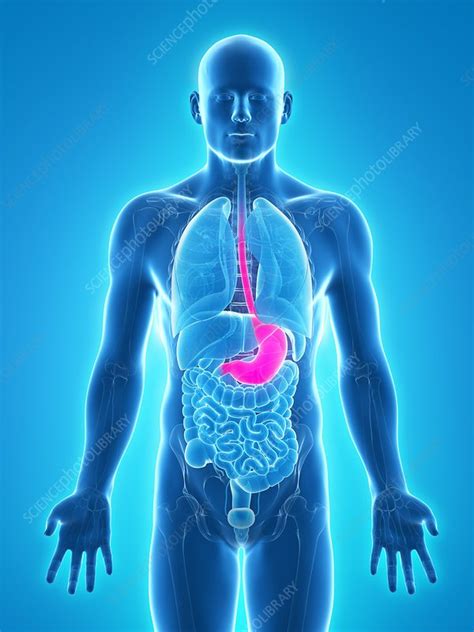 Healthy Stomach Artwork Stock Image F0062773 Science Photo Library