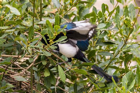 The magpie's nest english fairy tales collected by joseph jacobs: Magpies nest-building, 21 March 2018 - CapnFishy