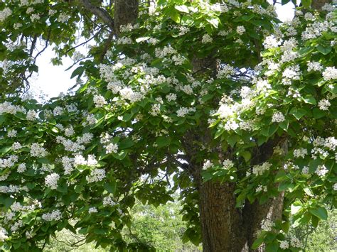 Catalpa bignonioides is a deciduous tree growing to 15 m (49ft) by 12 m (39ft) at a medium rate. The Search for the Catalpa Worm