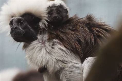 Its A Joey Bronx Zoo Announces Birth Of Rare Tree Kangaroo