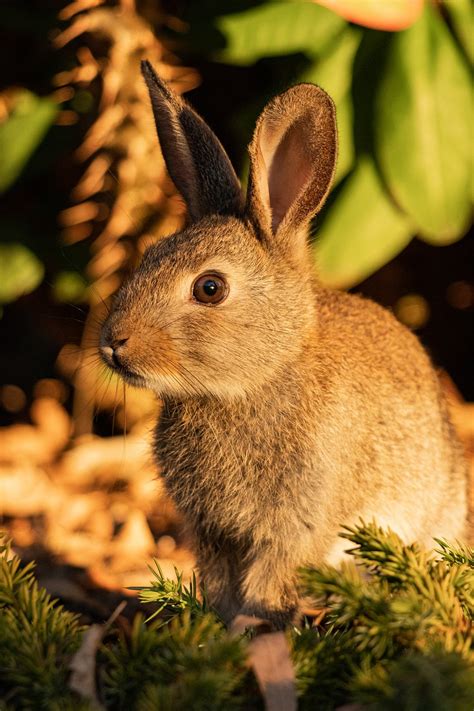 Rabbit Hare Fur Free Photo On Pixabay Pixabay