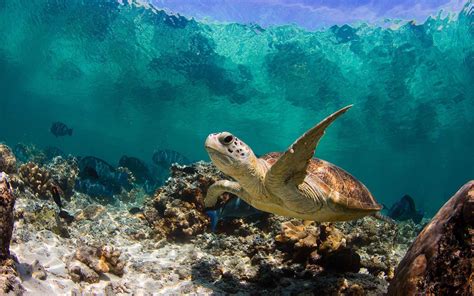 Sea Turtles Wallpaper Desktop 4k