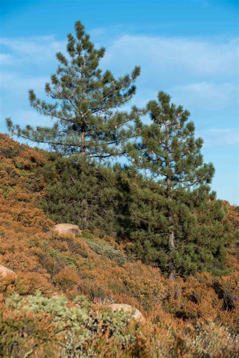 Coulter Pine Los Padres Forestwatch