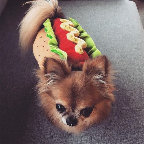Hot Dog Pet Costume Petagadget