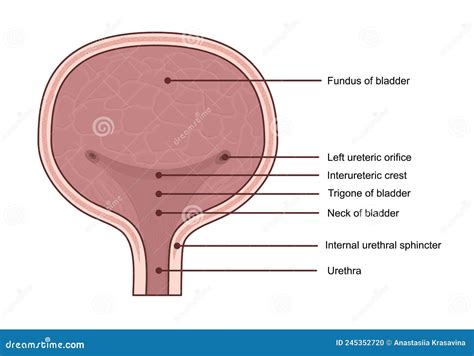 Anatomía De La Vejiga Urinaria Concepto De Diagrama Médico