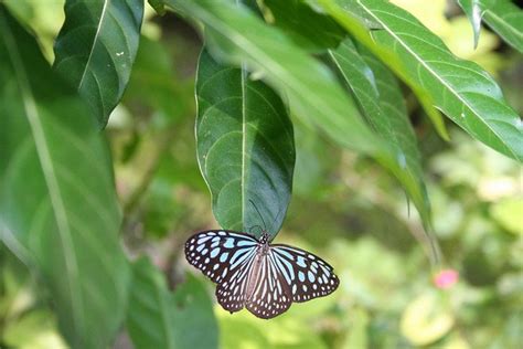 Plants with deep throated, drooping or browse through our alphabetical list of native florida plants that will encourage butterflies into your garden, and find the perfect choices for your. 18 Plants That Attract Butterflies: A Regional Guide ...