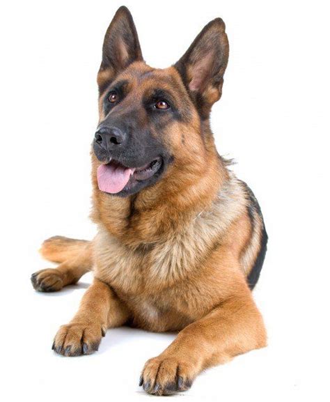We did not find results for: Badass German Shepherd Names for Males and Females ...
