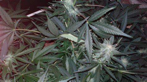Maybe you would like to learn more about one of these? Galería de Variedades: White Diesel Haze Automatic (White ...