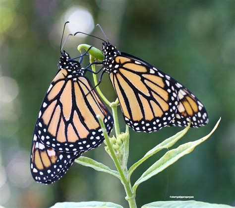 Male And Female Monarch Butterflies Rest On The End Of A Milkweed Plant Asclepias Curassavica