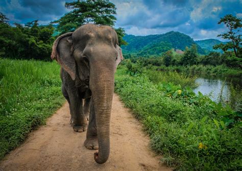 The Best Elephant Sanctuary In Thailand And Other Ethical Wildlife