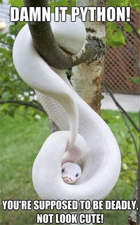 30 Funny Snake Images And The Best Of Snake Memes Reptpedia