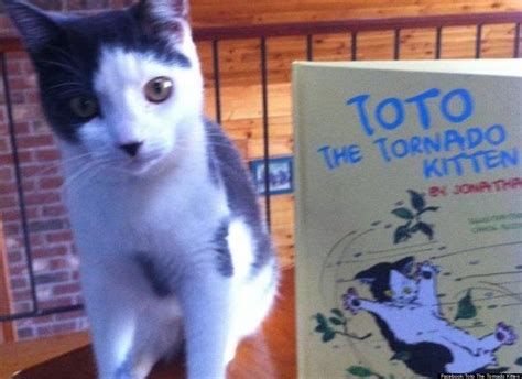 The Story Of Toto The Tornado Kitten Animal Rescue League Kitten
