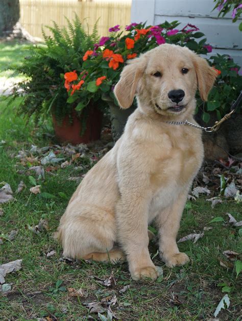 They excel in obedience and are popular therapy and service dogs. Ranger: AKC, Male, Golden Retriever Puppy Trained and For ...