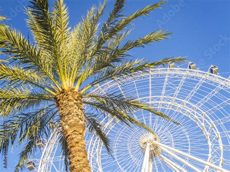 Ferris Wheel And Palm Tree Blue Sky Stock Photo Adobe Stock