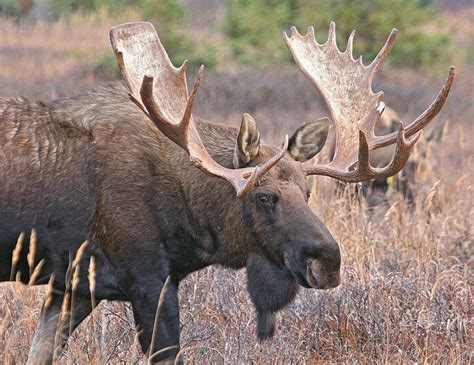 Aggressive Moose Reportedly Charging People In Sinks Canyon Cheyenne
