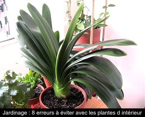 Plantes artificielles avec pot décoratif. Jardinage : 8 erreurs à éviter avec les plantes d'intérieur