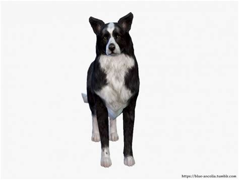 Border Collie Makeover At Blue Ancolia Sims 4 Updates