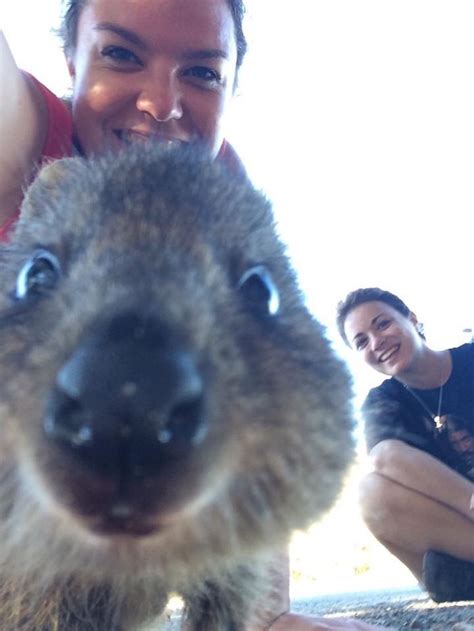New Selfie Trend In Australia Will Win Over Your Heart Quokka Selfie