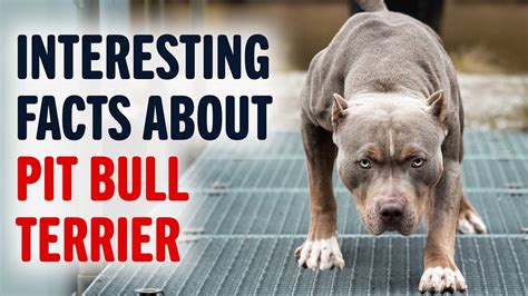 Interesting Facts About Pit Bull Terrier Animal World Youtube