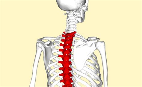 T1 T8 Vertebrae Spinal Cord Injury