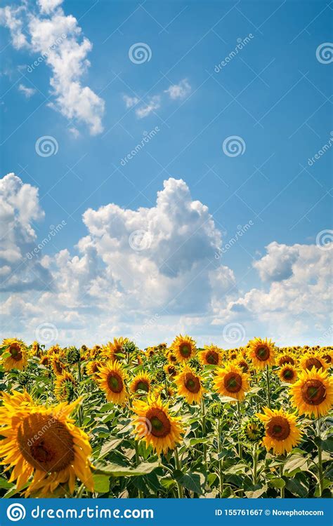 Blooming Beautiful Sunflower Field Sunflowers Field And Blue Sky With