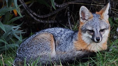 Gray Fox Mendonoma Sightings